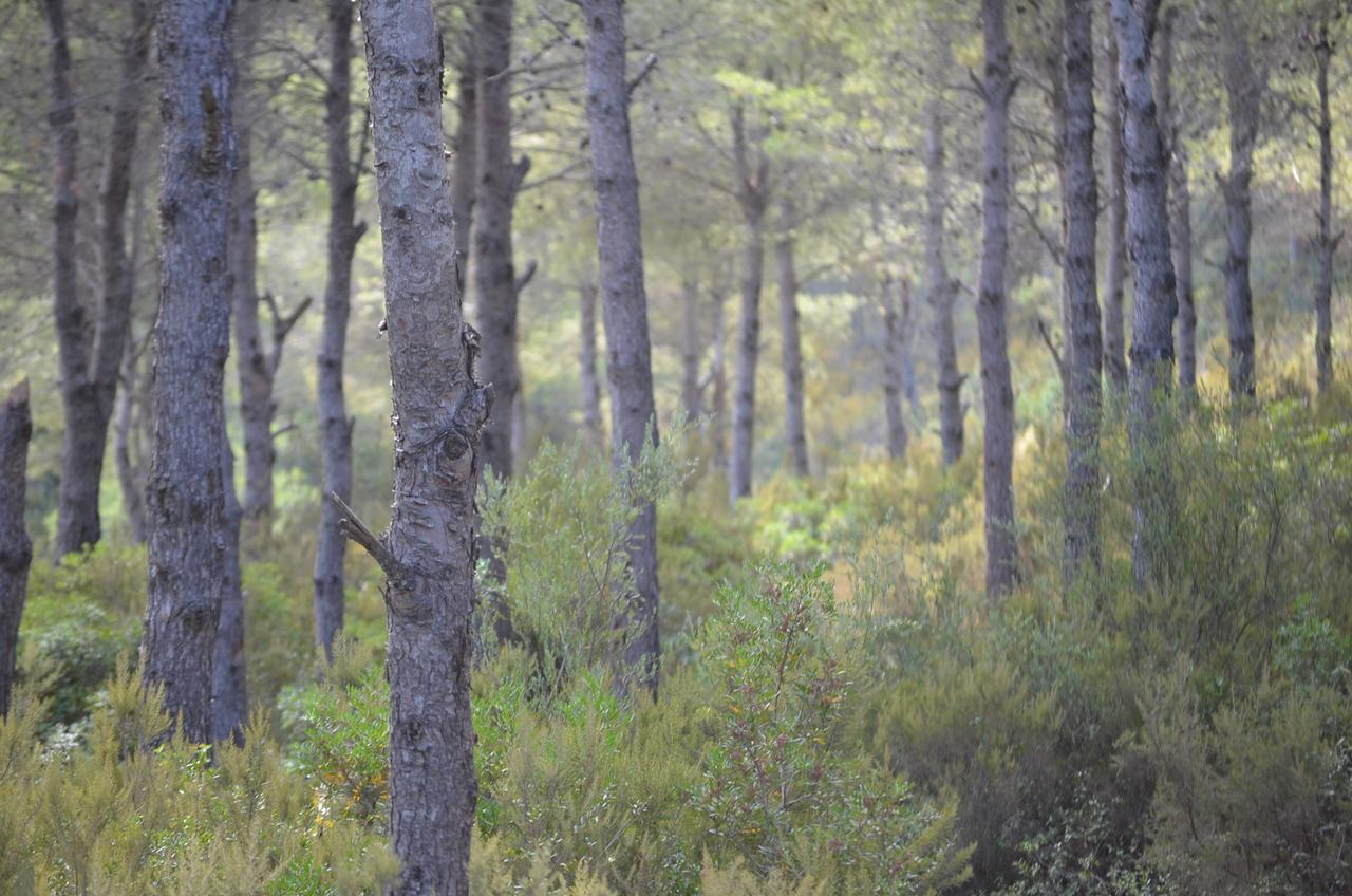 Ferma Jebala Ecolodge Kitane Εξωτερικό φωτογραφία