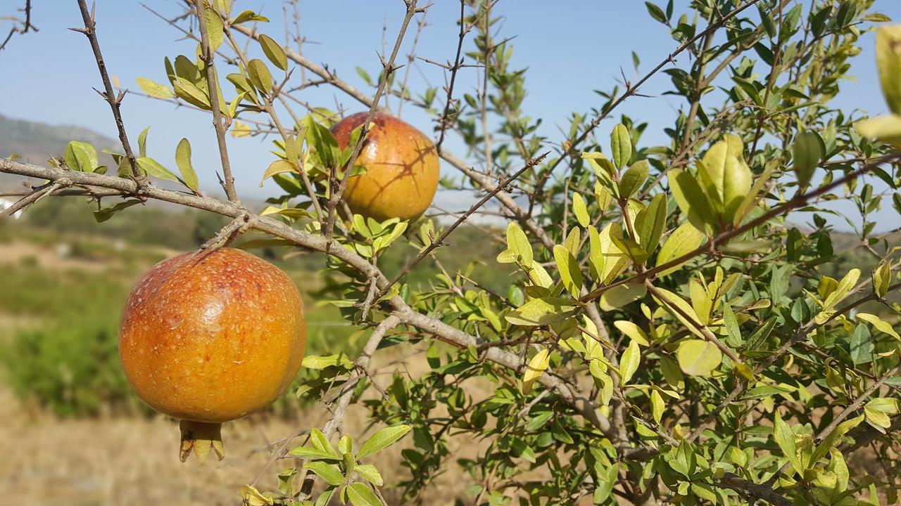 Ferma Jebala Ecolodge Kitane Εξωτερικό φωτογραφία
